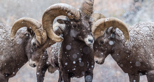 Three rams butting heads showing the com positioning rule of odds. - StayWild Outdoor